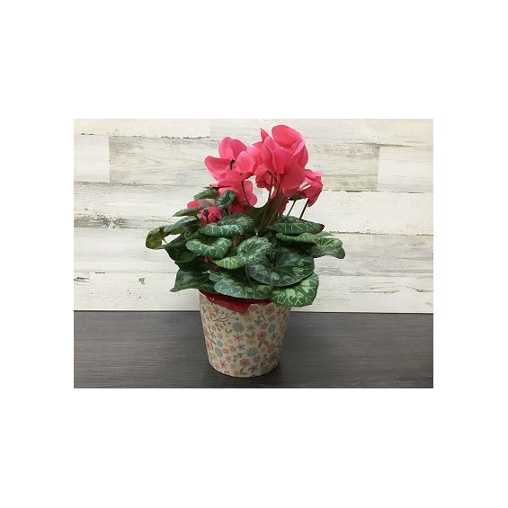 BP24-437-6Cyclamen