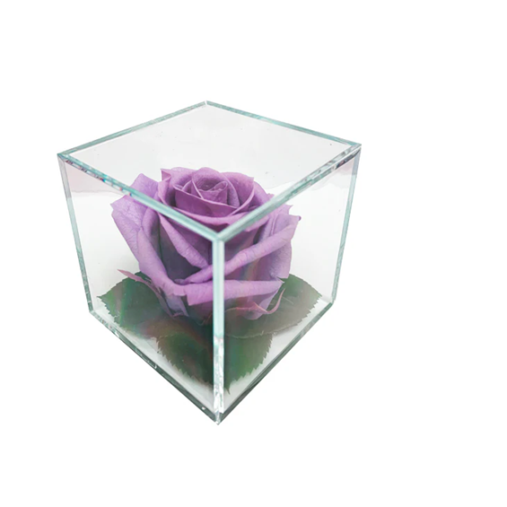 Infinite_Purple_Rose