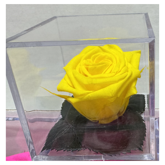 Infinite_Yellow_Rose