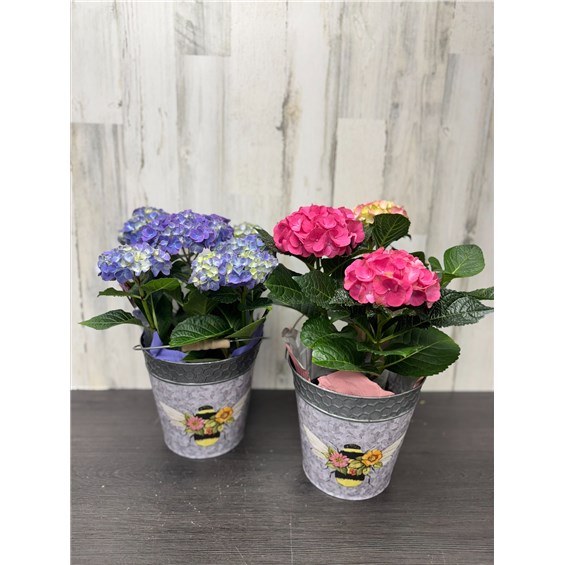 SP25-BP-432-6Hydrang