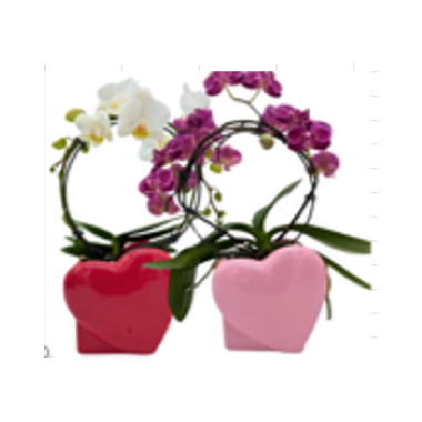 3" Infinity Orchid In A Ceramic Heart