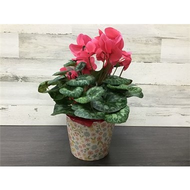 BP24-437-6Cyclamen