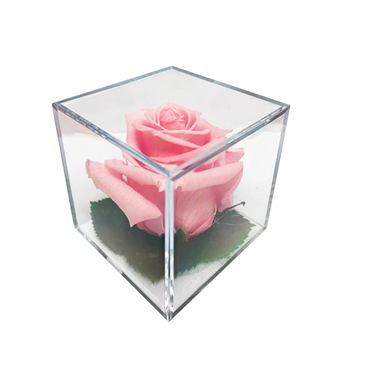 Infinite_Light_Pink_Rose