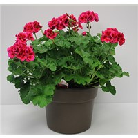 300__10inch_Geranium_Tub_(6)