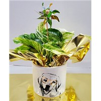 5_in_Dog_Planter_with_Pinwheel_-_19.99