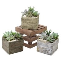 Aged_Wood_Succulent