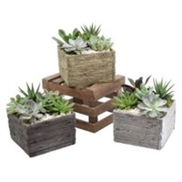 Aged_Wood_Succulent_Medium