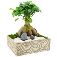 Breeze_Bonsai