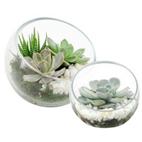 Glass_Slope_Succulent