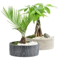 Slate_Oval_Bonsai_Medium