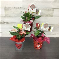 V26-437-4Anthurium
