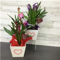 V26-437-6Calla