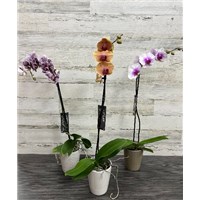 processed-FA62A202-2D09-46FC-9621-5111CFF89124-AD3A9757-2A7C-43EF-8CFB-2D8A3A95E443